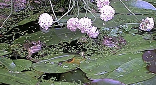 Pair of Frogs (29 May)